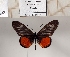  ( - BC-MNHNJP1374)  @11 [ ] Copyright (2022) Dominique BERNAUD Museum national d'Histoire naturelle