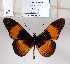  ( - BC-MNHNJP1384)  @11 [ ] Copyright (2022) Dominique BERNAUD Museum national d'Histoire naturelle