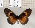 (Acraea sartina - BC-MNHNJP1397)  @11 [ ] Copyright (2022) Dominique BERNAUD Museum national d'Histoire naturelle