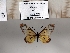  (Acraea burni - BC-MNHNJP1398)  @11 [ ] Copyright (2022) Dominique BERNAUD Museum national d'Histoire naturelle