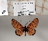  (Acraea violarum - BC-MNHNJP1401)  @11 [ ] Copyright (2022) Dominique BERNAUD Museum national d'Histoire naturelle