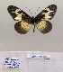  (Acraea gardineri - BC-MNHNJP1420)  @11 [ ] Copyright (2022) Dominique BERNAUD Museum national d'Histoire naturelle