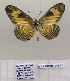  ( - BC-MNHNJP1430)  @11 [ ] Copyright (2022) Dominique BERNAUD Museum national d'Histoire naturelle