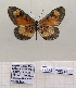  ( - BC-MNHNJP1446)  @11 [ ] Copyright (2022) Dominique BERNAUD Museum national d'Histoire naturelle