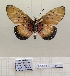 ( - BC-MNHNJP1447)  @11 [ ] Copyright (2022) Dominique BERNAUD Museum national d'Histoire naturelle