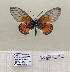  ( - BC-MNHNJP1451)  @11 [ ] Copyright (2022) Dominique BERNAUD Museum national d'Histoire naturelle
