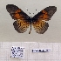  ( - BC-MNHNJP1470)  @11 [ ] Copyright (2022) Dominique BERNAUD Museum national d'Histoire naturelle