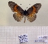  (Acraea indentata - BC-MNHNJP1471)  @11 [ ] Copyright (2022) Dominique BERNAUD Museum national d'Histoire naturelle
