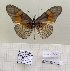 ( - BC-MNHNJP1471)  @11 [ ] Copyright (2022) Dominique BERNAUD Museum national d'Histoire naturelle
