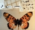  ( - BC-MNHNJP1475)  @11 [ ] Copyright (2022) Dominique BERNAUD Museum national d'Histoire naturelle