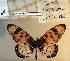  ( - BC-MNHNJP1475)  @11 [ ] Copyright (2022) Dominique BERNAUD Museum national d'Histoire naturelle