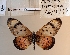  ( - BC-MNHNJP1476)  @11 [ ] Copyright (2022) Dominique BERNAUD Museum national d'Histoire naturelle