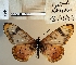  ( - BC-MNHNJP1476)  @11 [ ] Copyright (2022) Dominique BERNAUD Museum national d'Histoire naturelle