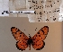  (Acraea nohara - BC-MNHNJP1480)  @11 [ ] Copyright (2022) Dominique BERNAUD Museum national d'Histoire naturelle