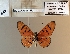  ( - BC-MNHNJP1485)  @11 [ ] Copyright (2022) Dominique BERNAUD Museum national d'Histoire naturelle
