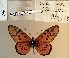  (Acraea atergatis - BC-MNHNJP1491)  @11 [ ] Copyright (2022) Dominique BERNAUD Museum national d'Histoire naturelle