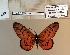  ( - BC-MNHNJP1493)  @11 [ ] Copyright (2022) Dominique BERNAUD Museum national d'Histoire naturelle
