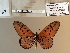  ( - BC-MNHNJP1493)  @11 [ ] Copyright (2022) Dominique BERNAUD Museum national d'Histoire naturelle
