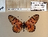  ( - BC-MNHNJP1494)  @11 [ ] Copyright (2022) Dominique BERNAUD Museum national d'Histoire naturelle
