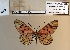  ( - BC-MNHNJP1494)  @11 [ ] Copyright (2022) Dominique BERNAUD Museum national d'Histoire naturelle