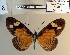  (Acraea epitellus - BC-MNHNJP1504)  @11 [ ] Copyright (2022) Dominique BERNAUD Museum national d'Histoire naturelle