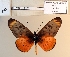  ( - BC-MNHNJP1509)  @11 [ ] Copyright (2022) Dominique BERNAUD Museum national d'Histoire naturelle