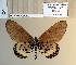  ( - BC-MNHNJP1513)  @11 [ ] Copyright (2022) Dominique BERNAUD Museum national d'Histoire naturelle