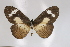 (Acraea paragea - BC-MNHNJP0292)  @14 [ ] Copyright (2010) Unspecified Museum National d`Histoire Naturelle, Paris