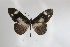  ( - BC-MNHNJP0298)  @13 [ ] Copyright (2010) Unspecified Museum National d`Histoire Naturelle, Paris