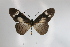  ( - BC-MNHNJP0299)  @14 [ ] Copyright (2010) Unspecified Museum National d`Histoire Naturelle, Paris