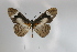 ( - BC-MNHNJP0299)  @14 [ ] Copyright (2010) Unspecified Museum National d`Histoire Naturelle, Paris