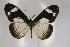  (Acraea melina - BC-MNHNJP0304)  @14 [ ] Copyright (2010) Unspecified Museum National d`Histoire Naturelle, Paris