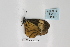  (Acraea tellus - BC-MNHNJP0318)  @14 [ ] Copyright (2010) Unspecified Museum National d`Histoire Naturelle, Paris