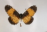  (Acraea adrasta - BC-MNHNJP0322)  @14 [ ] Copyright (2010) Unspecified Museum National d`Histoire Naturelle, Paris