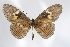  ( - BC-MNHNJP0346)  @13 [ ] Copyright (2010) Unspecified Museum National d`Histoire Naturelle, Paris