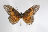  (Acraea persanguinea - BC-MNHNJP0347)  @14 [ ] Copyright (2010) Unspecified Museum National d`Histoire Naturelle, Paris