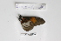  ( - BC-MNHNJP0356)  @13 [ ] Copyright (2010) Unspecified Museum National d`Histoire Naturelle, Paris