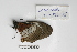  (Acraea macaria - BC-MNHNJP0357)  @13 [ ] Copyright (2010) Unspecified Museum National d`Histoire Naturelle, Paris