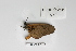  ( - BC-MNHNJP0358)  @12 [ ] Copyright (2010) Unspecified Museum National d`Histoire Naturelle, Paris