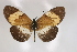  ( - BC-MNHNJP0368)  @14 [ ] Copyright (2010) Unspecified Museum National d`Histoire Naturelle, Paris