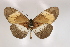  (Acraea quadricolor - BC-MNHNJP0368)  @14 [ ] Copyright (2010) Unspecified Museum National d`Histoire Naturelle, Paris