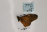  (Acraea excisa - BC-MNHNJP0385)  @13 [ ] Copyright (2010) Unspecified Museum National d`Histoire Naturelle, Paris