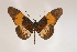  ( - BC-MNHNJP0391)  @14 [ ] Copyright (2010) Unspecified Museum National d`Histoire Naturelle, Paris