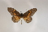  ( - BC-MNHNJP0401)  @14 [ ] Copyright (2010) Unspecified Museum National d`Histoire Naturelle, Paris