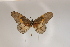  ( - BC-MNHNJP0401)  @14 [ ] Copyright (2010) Unspecified Museum National d`Histoire Naturelle, Paris