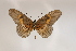  ( - BC-MNHNJP0402)  @13 [ ] Copyright (2010) Unspecified Museum National d`Histoire Naturelle, Paris