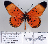  (Acraea utengulensis - BC-MNHNJP0875)  @15 [ ] Copyright (2011) Dominique Bernaud Research Collection of Dominique Bernaud