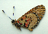 (Acraea chyulu - BC-MNHNJP1138)  @12 [ ] CreativeCommons - Attribution (2014) Jacques Pierre Centre for Biodiversity Genomics