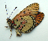  ( - BC-MNHNJP1139)  @12 [ ] CreativeCommons - Attribution (2014) Jacques Pierre Centre for Biodiversity Genomics