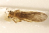  (Neoperla occipitalis - INHS-1545431)  @11 [ ] CC BY (2025) Unspecified University of Illinois, Urbana-Champaign